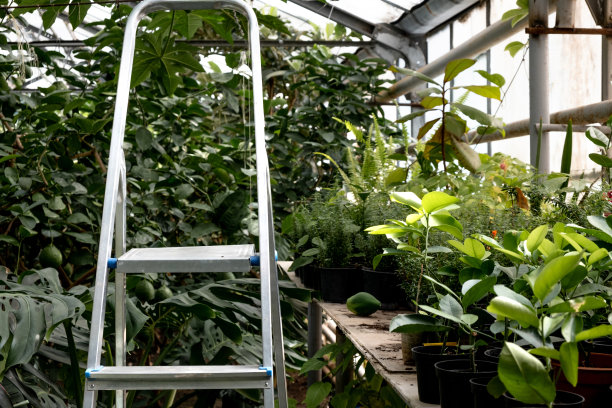 温室热带和柑橘类植物。都市丛林的概念。化的设计。图片下载