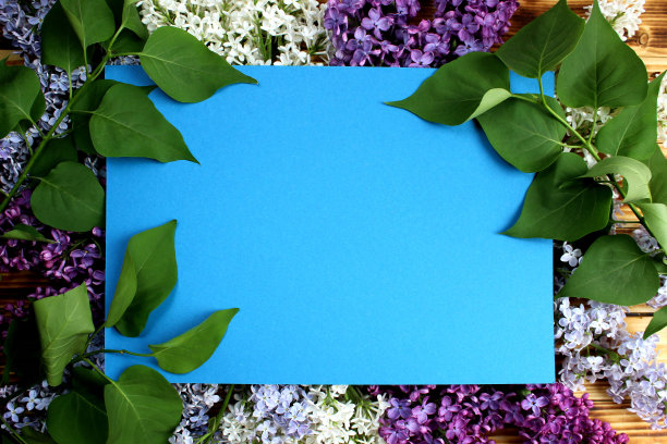 背景紫丁香花与地方的文字。图片下载