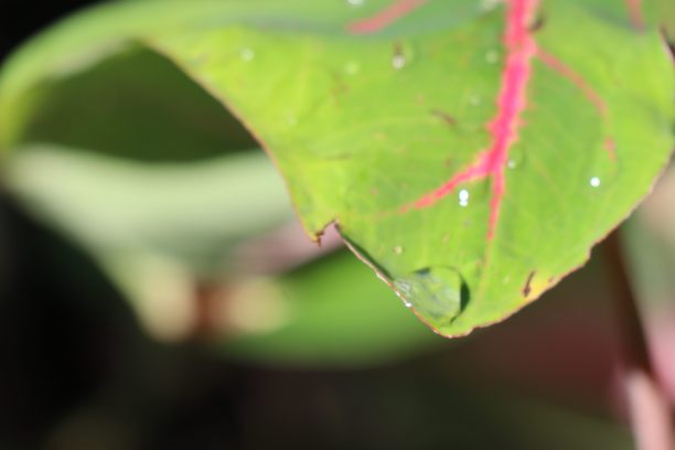 唯美的墙纸露珠水的叶子上的美丽的caladium图片下载