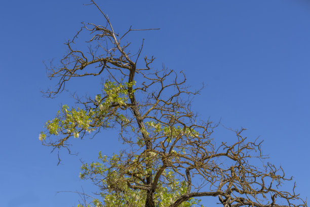 一棵开花的老金合欢树。树顶。黑色蝗虫。刺槐- L图片下载