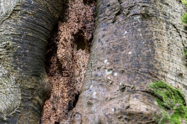 老树的中心被蛀虫吃掉了图片下载