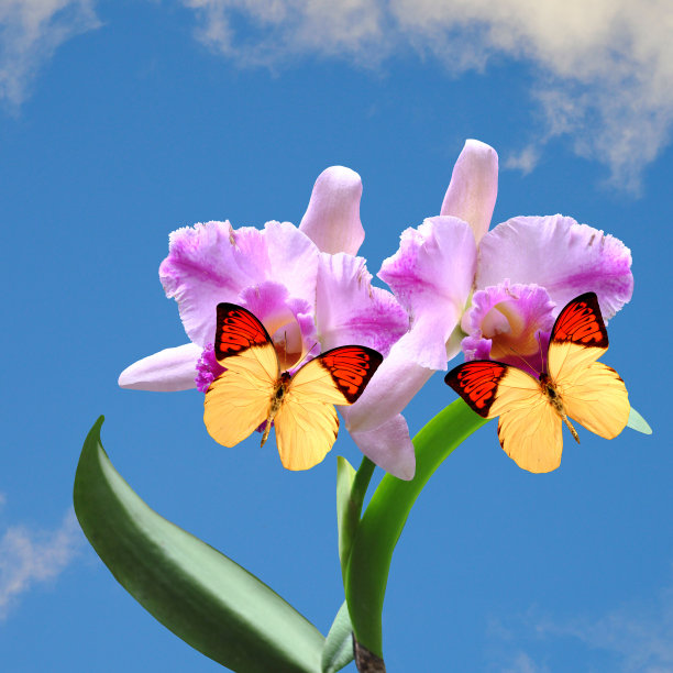 兰花卡特莱雅和两只青花蛱蝶图片下载