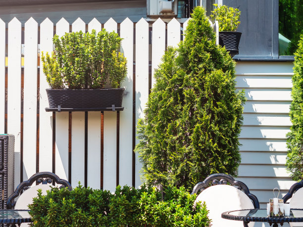 在木栅栏上的花盆里种植。Thuja生长在篱笆附近。街道装饰图片下载