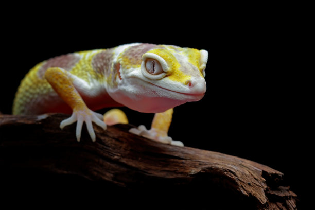 豹壁虎蜥蜴特写图片下载