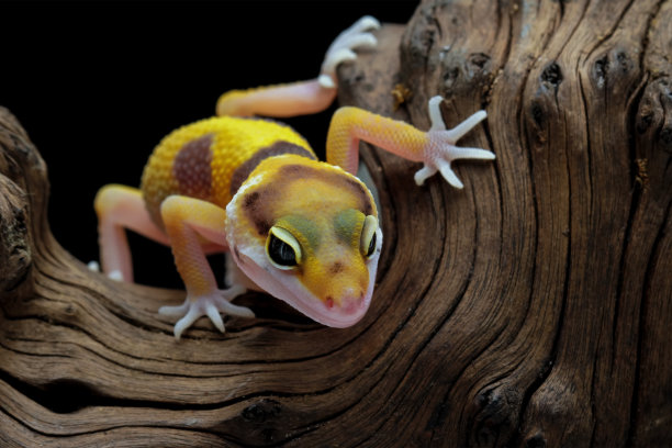 豹壁虎蜥蜴特写图片下载