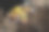 豹壁虎蜥蜴特写图片下载