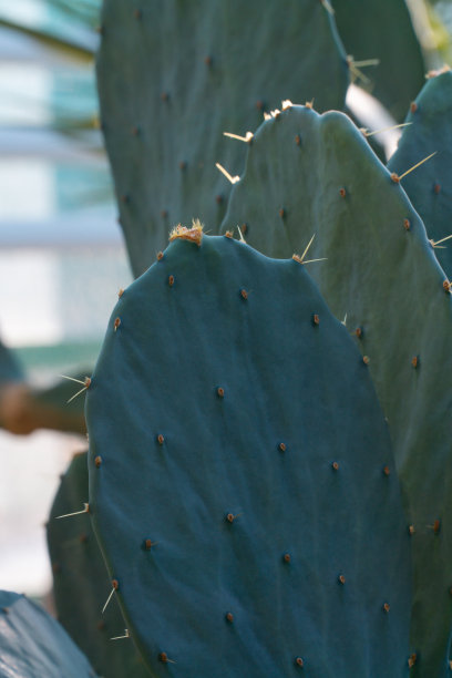 刺仙人掌分支图片下载