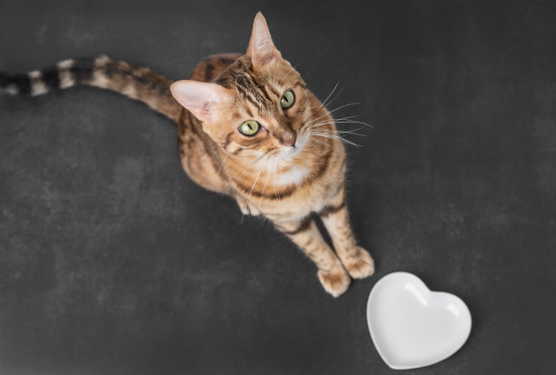 一只饥饿的猫在空碗旁边要求喂食。图片下载