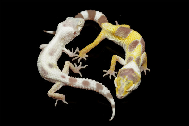 豹壁虎蜥蜴特写图片下载