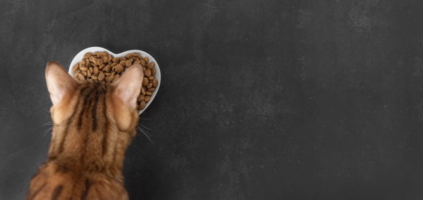 干猫粮在黑暗的背景。模糊的猫头。有选择性的重点。图片下载