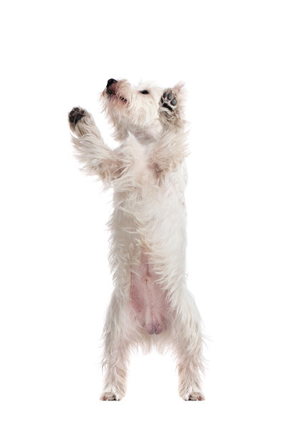 前视图图片的白色狗站在后腿图片下载