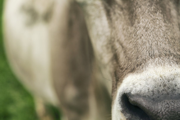 牛特写图片下载