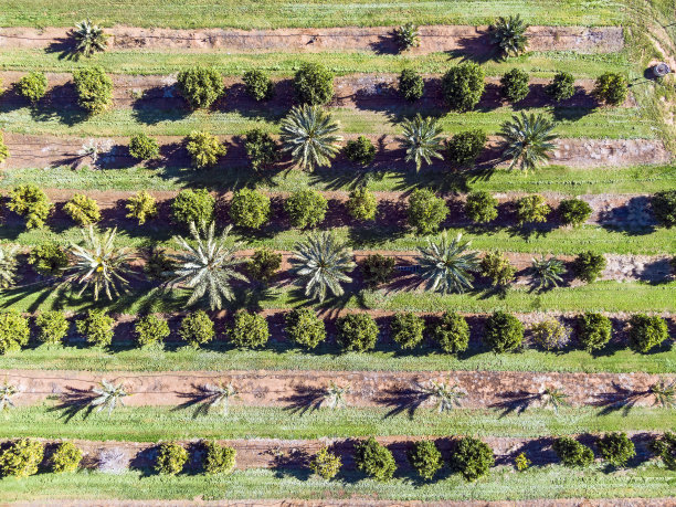 鸟瞰图俯瞰河滨地的橘子林和椰枣图片下载