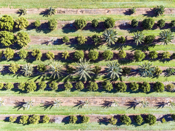 鸟瞰图俯瞰河滨地的橘子林和椰枣图片下载