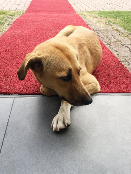 狗躺在红地毯上图片下载