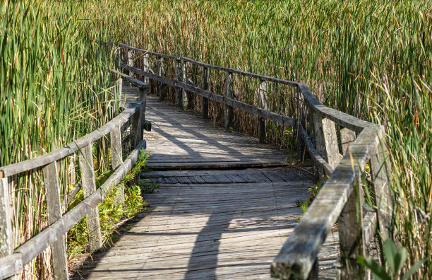 旧沼泽漂浮木板路上的影子图片下载