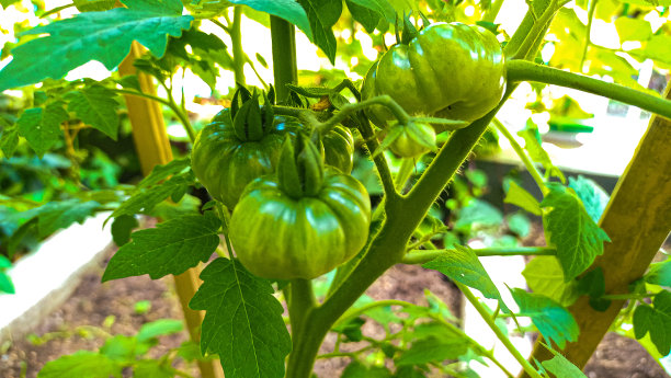 未成熟的番茄果实的照片图片下载