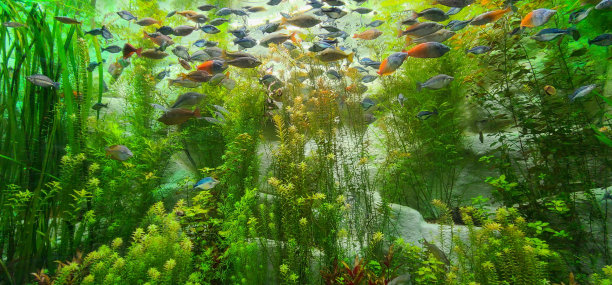 海底热带鱼图片下载