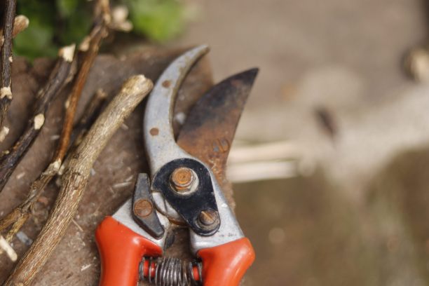 修枝剪图片下载