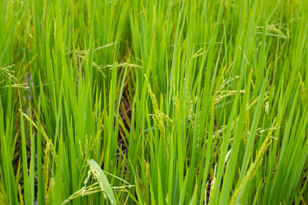 稻田里的水稻。图片下载