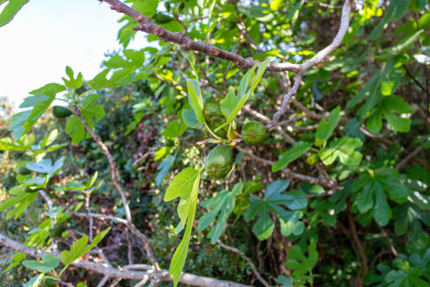 无花果 - 榕树图片下载