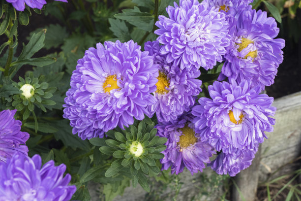 紫苑、紫萼花在花园花坛中图片下载