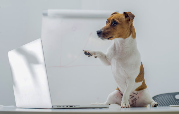 聪明的狗用笔记本电脑看视频网购在线交流。办公室里的杰克罗素梗用笔记本电脑图片下载