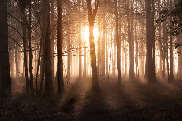 诺福克郡冬季林地日出图片下载