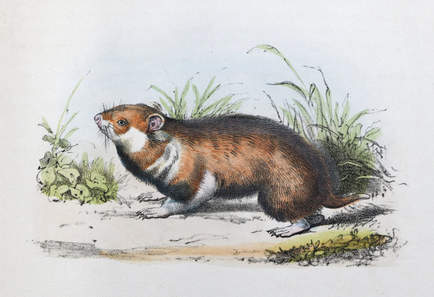 欧洲仓鼠(Cricetus Cricetus) -复古色彩插图图片下载