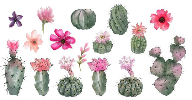 一套水彩仙人掌异国情调的花朵，手绘插图，孤立在白色背景。图片下载