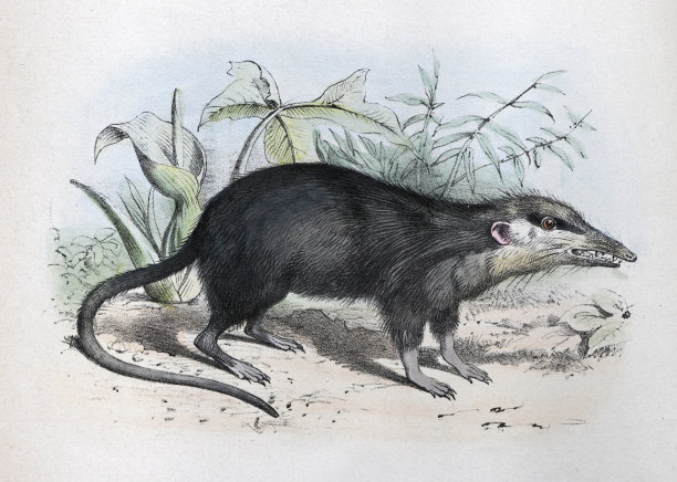 月鼠(Echinosorex gymnura) -复古彩色插图图片下载