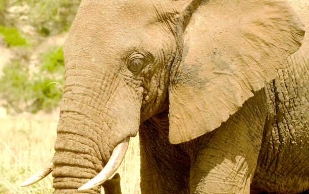 在非洲野生大草原上，一头孤独的大象用鼻子把坚果塞进嘴里。图片下载