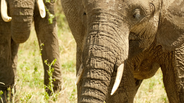 特写镜头。前视图。一对快乐的大象站在非洲大草原的草地上图片下载