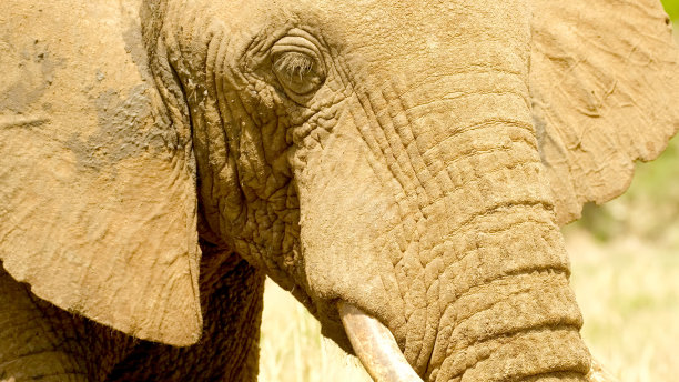 一只不起眼的大象的口吻特写:鼻子、长牙耳朵和悲伤的眼睛图片下载