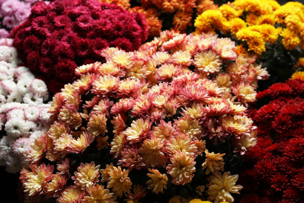 美丽的不同颜色的菊花作为背景图片下载
