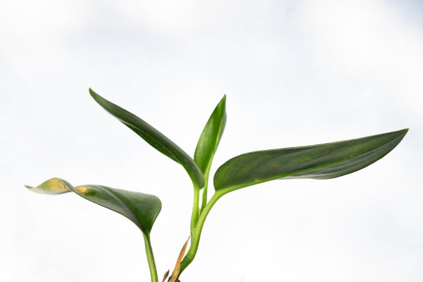 室内植物装饰在孤立的白色背景。极简主义的热带花卉室内设计图片下载