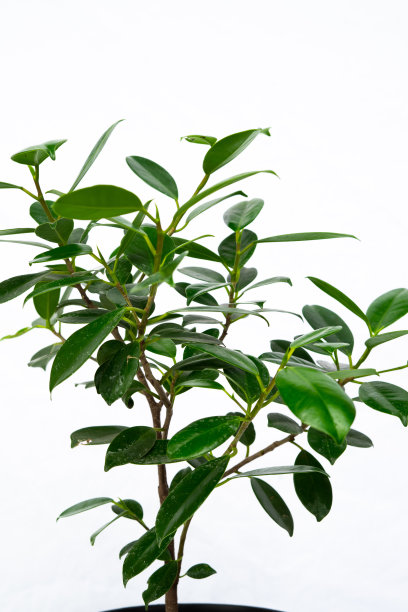 室内植物装饰在孤立的白色背景。极简主义的热带花卉室内设计图片下载