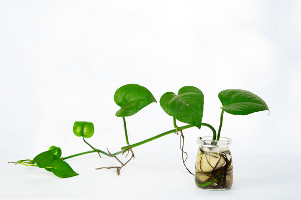 室内植物装饰在孤立的白色背景。极简主义的热带花卉室内设计图片下载