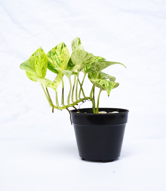 室内植物装饰在孤立的白色背景。极简主义的热带花卉室内设计图片下载