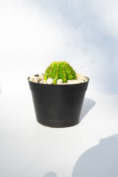 室内植物装饰在孤立的白色背景。极简主义的热带花卉室内设计图片下载