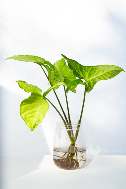 室内植物装饰在孤立的白色背景。极简主义的热带花卉室内设计图片下载