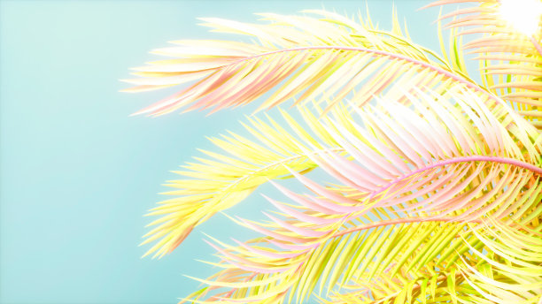 夏天的背景棕榈树，天空和太阳图片下载