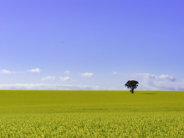 油菜籽田与单株树图片下载