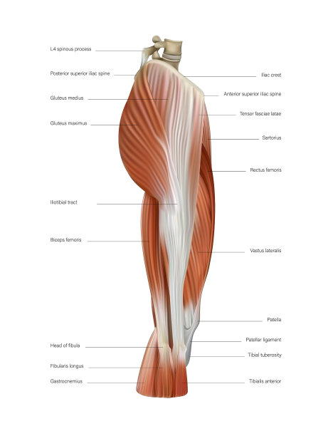 大腿肌肉人类大腿上的一组肌肉图片下载