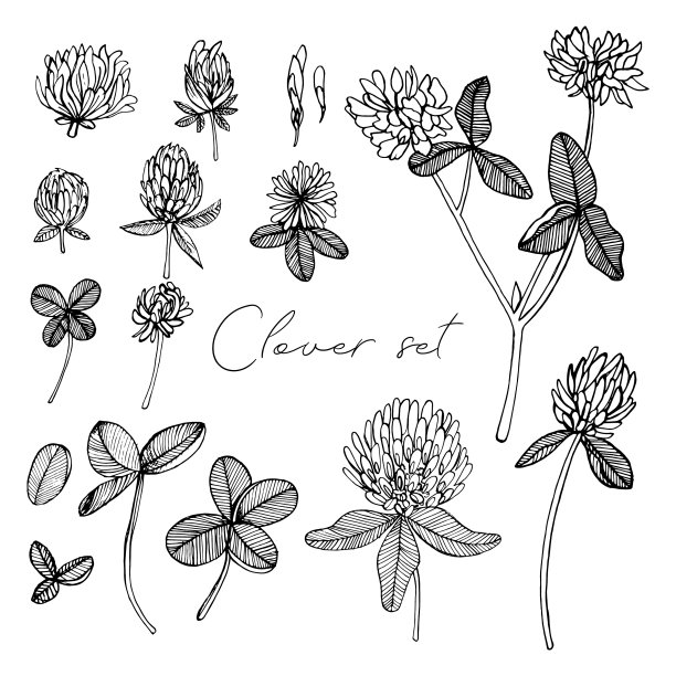 手绘的三叶草，黑白相间图片下载