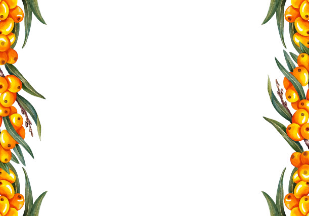 沙棘框架。水彩插图。在白色背景上。适用于美容、制药、食品行业。图片下载