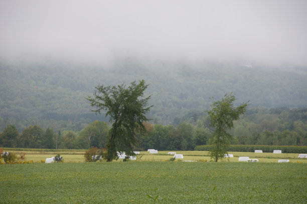 田野上的晨雾图片下载