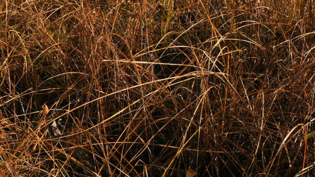 秋天沼泽里枯黄的草。有黄色叶子的树。大自然正在为冬天做准备。图片下载