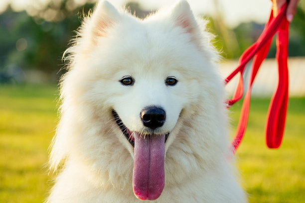 夏日公园夕阳下可爱的白色蓬松萨摩耶犬图片下载
