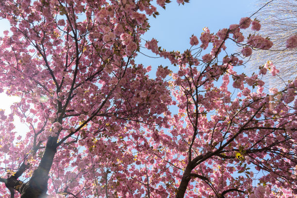 植物园春季盛开的树木。阳光明媚的日子和大自然图片下载